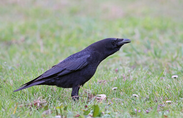 Close up of an european black crow (Corvus corone) on a green field with flowers. Portrait of a stunning bird with black and metalic colors. Black crows are one of the species with bigger distribution