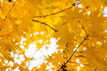 Yellow maple leaves on tree branches