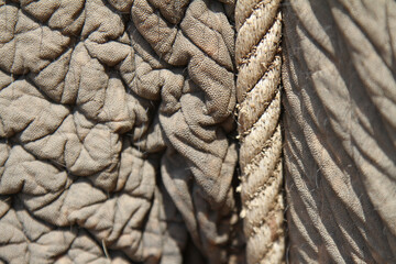 Close-up of an elefant's skin with a piece of rope