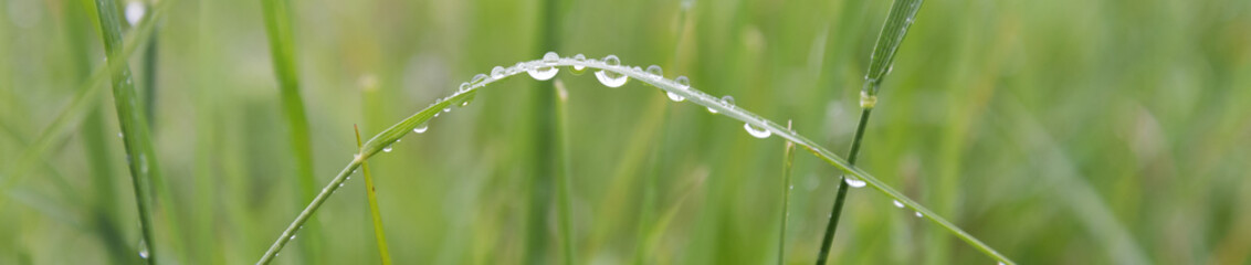 Leaves of juicy grass close-up. Dew drops, rain drops on plant stems. Background, texture. The concept of freshness and renewal.