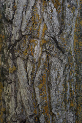 Photo tree bark with lichen of two colors