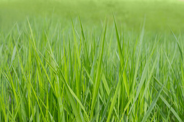Fototapeta na wymiar photo background texture green grass