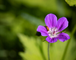 
Golden beetle on a geranium flower