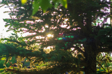sun rays in the forest, sun shining through trees