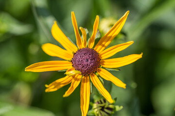 Blossoms of coneflowers (rudbeckia) in yellow and orange