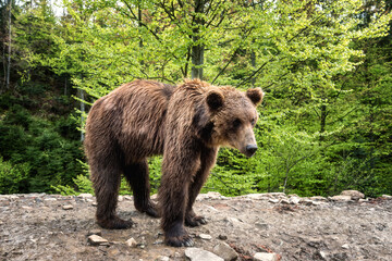 Fototapeta premium Big Brown bear (ursus arctos) on the forest background, animal in the wild. National Nature Park Synevyr, Carpathian mountains, Brown bears rehabilitation center, Transcarpathian region, Ukraine