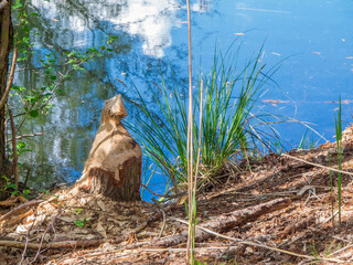 Beaver bite at a small pond