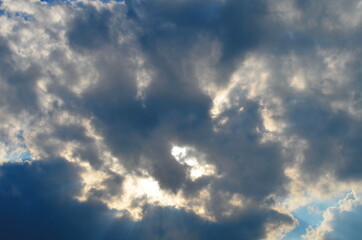 Fototapeta premium the sky above the trees in the forest