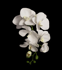 Photo of a beautiful flowers - white Orchid on a black background.