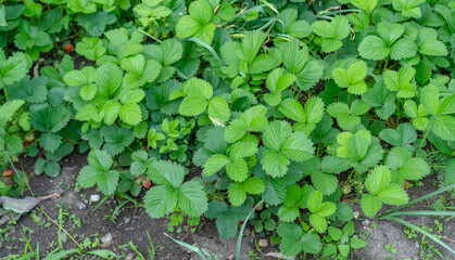 Strawberry leaves and fruits growing from the ground