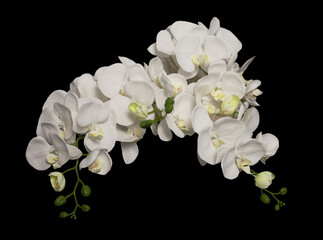 Photo of a beautiful flowers - white Orchid on a black background.