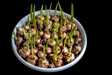 Flower bulbs for planting began to grow