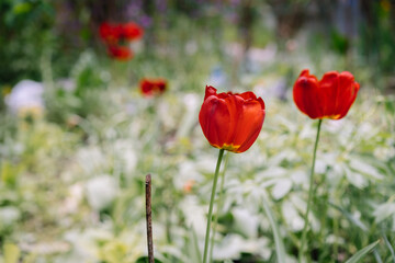 Blossoming tulips on the background of flowers