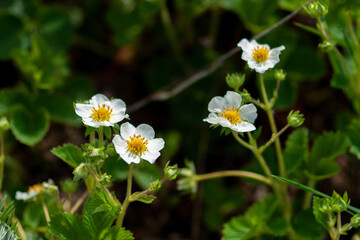 Blooming strawberries on a background of green leaves.