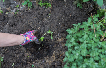 Planting plants in the garden