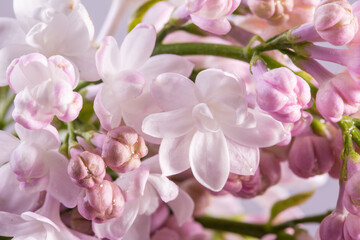 Naklejka na ściany i meble Macro of Lilac flowers, selective focus. 