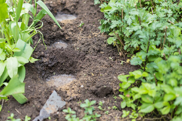 Pits in the garden for planting flowers