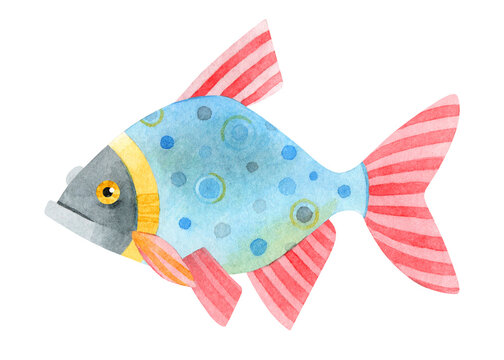 Carp fish. Hand-drawn watercolour illustration. Symbol of luck, success, prosperity, joy, youth, bravery. One animal, side view on white background. Element for prints, shops, cards, scrapbooking.