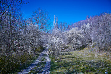 Spring in the Caucasus. Kislovodsk