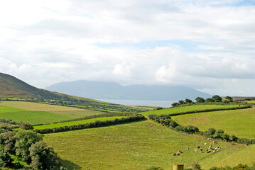 Obraz premium Green landscape with lots of fields, Ireland