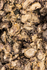 Real Oyster Shells detailed macro closeup texture or background
