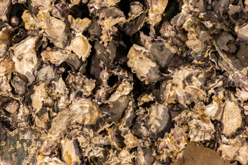 Real Oyster Shells detailed macro closeup texture or background