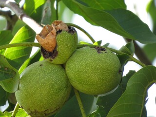 Walnuts, Johannesburg, South Africa,2019