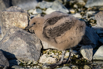 Baby Skua in Antarctica (Stercorariidae)