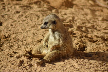 suricato del Madagascar.