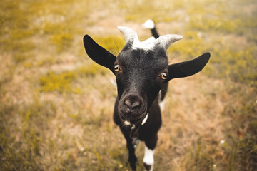 Young goat kid with small horns, looking into camera, blurred farm in background