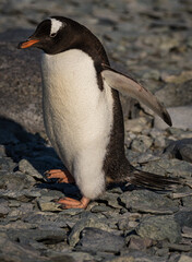 Fototapeta premium Gentoo penguin in Antarctica (Pygoscelis papua)