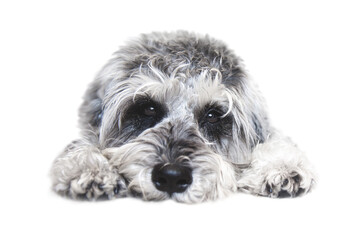 Small black and white miniature schnauzer dog wtih funny face looking at camera on white background