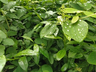 water drops on the leaves