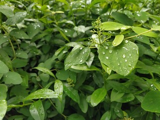 water drops on a green leaf