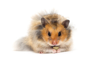 Syrian hamster eats