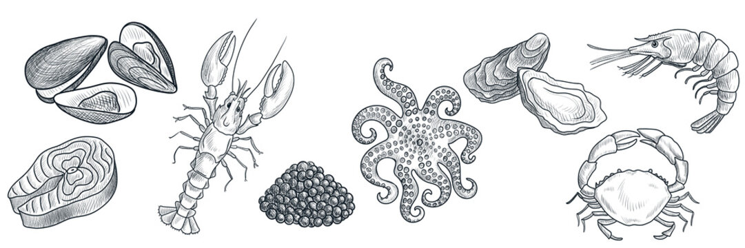 vector drawing seafoods