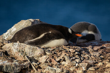Gentoo penguins relaxing in Antarctica