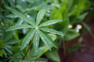 Leaves of juicy grass close-up. Dew drops, rain drops on plant stems. Background, texture. The concept of freshness and renewal.