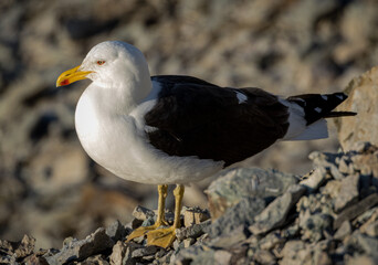 Kelp Gull in Antarctica (Larus dominicanus)