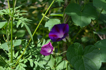 Beautiful ipomoea flowers in summer. Colorful flowers grown as ornamentals in the garden.
