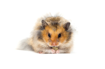 Syrian hamster eats on a white background
