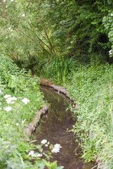 Overgrown natural marsh area in countryside with small stream of water