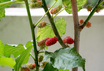 Mulberry trees that are planted outside the house.