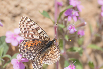 Colorful butterfly in a beautiful meadow