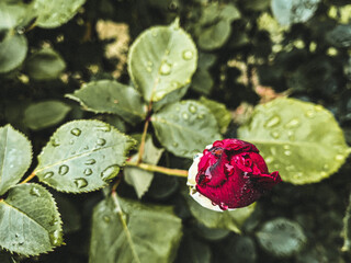 red rose bud