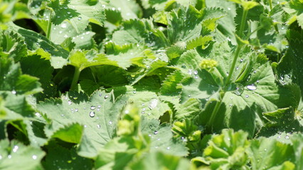 Ein Strauß Frauenmantel Pflanze mit Regentropfen oder Tautropfen