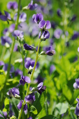 Hübsche lila Blume mit vielen Blüten in der Natur