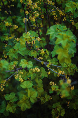 green leaves in the woods
