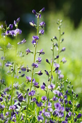 Hübsche lila Blume mit vielen Blüten in der Natur