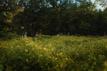 field of dandelions